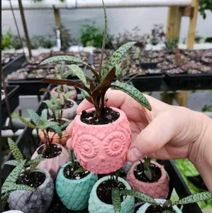 Owl Concrete Planter