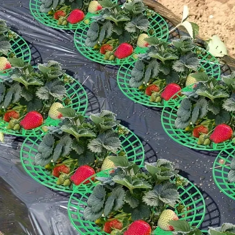 20/50Pcs Heavy-Duty Strawberry & Watermelon Plant Support Rack