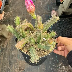 Echinocereus pentalophus 6 inch Cactus Plant