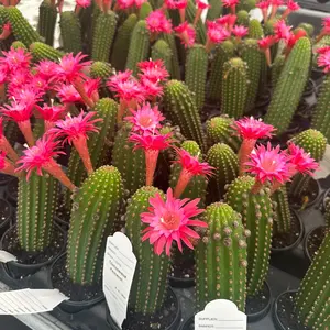 4” trichocerus cactus, live plant, indoor plant