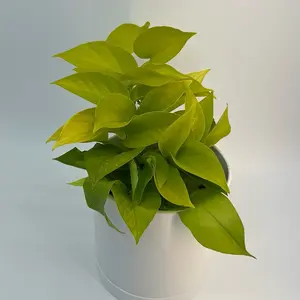 Pothos Neon 6" Pot House Plant - neon pothos Unique Neon-Colored Leaves, Easy Care, Ideal for Indoor Home