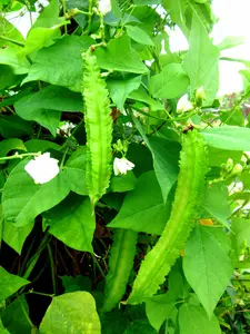 5 to 100 Winged Bean Seeds for Planting - Đậu Rồng Seeds - Heirloom, Non-GMO