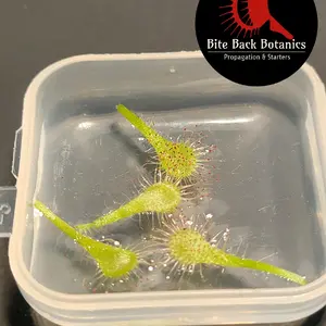 Drosera Spatulata LEAF CUTTINGS Sundew Propagation Carnivorous Plant - Bite Back Botanics - Eco Friendly Sustainable