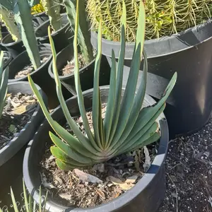 Aloe Plicatilis Bare Roots Plant Fan aloe