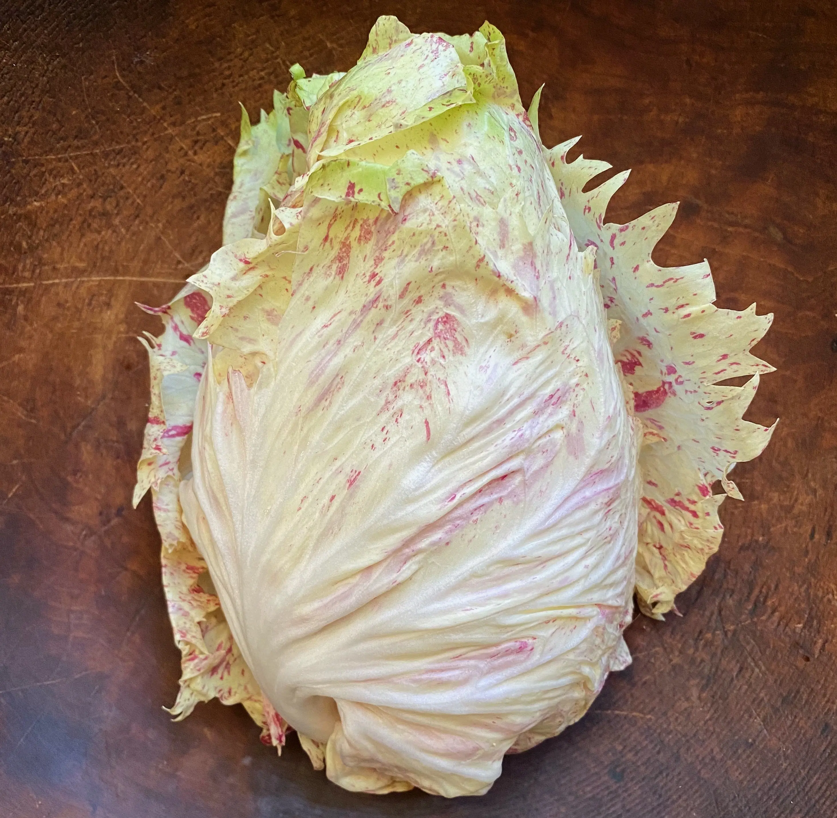 Radicchio (Castelfranco), 'Mirabella' Live Plant