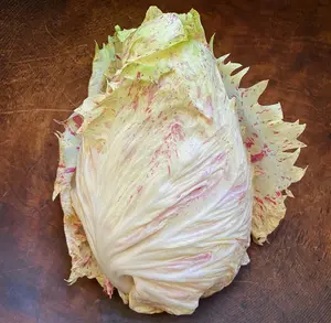 Radicchio (Castelfranco), 'Mirabella' Live Plant