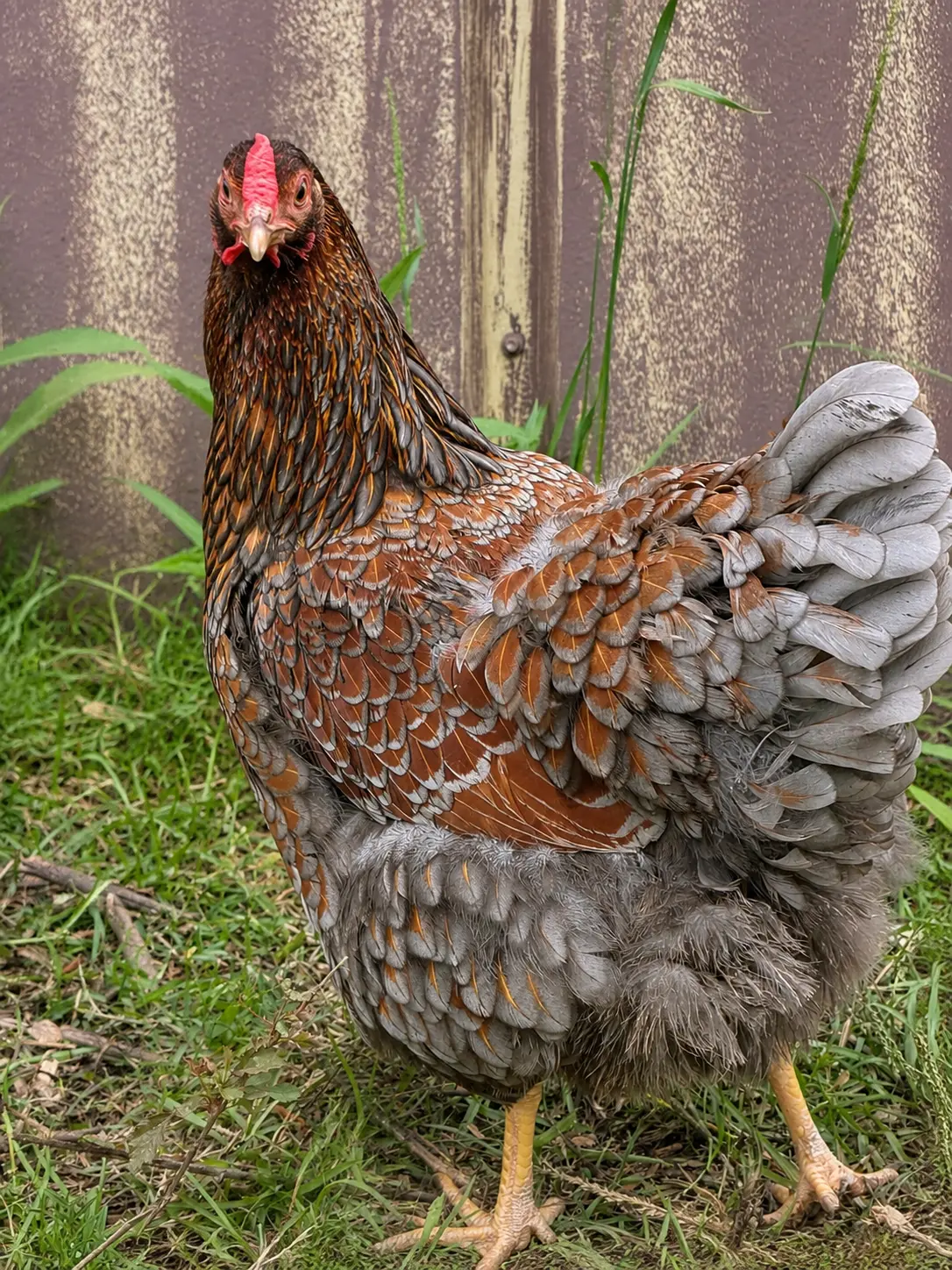 Blue Laced Wyandotte Hatching Eggs
