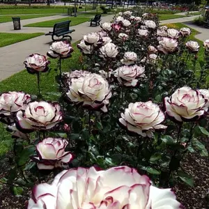 Mix Rose Seeds - 200+ Flower Rose Seeds for Planting Outdoors, Mix Colorful Flower Rose Plant Seeds Garden great gardening gift