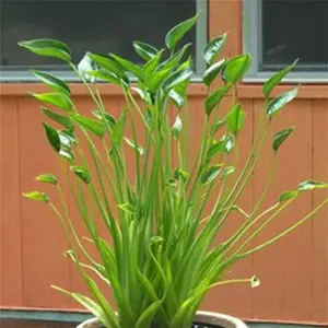 Tiny Dancers Elephant Ear Live Plant - Alocasia
