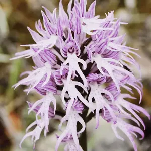 Naked Man Orchid Seeds Orchis Italica Italian Orchid Fascinating Unique Species Distinctive Intriguing Flower Shape for Gardens Outdoor 200Pcs