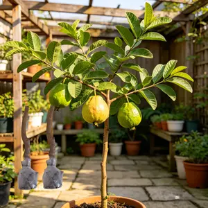 （WL#FF）Guava Tree Seedling Live Plant | Sweet Tropical Fruit Tree, Easy to Grow Outdoor Plant for Garden, Patio & Backyard
