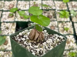 Dioscorea Elephantipes Seeds, Elephant's Foot, Exotic Plant, Rare Plant Seedlings, Live Plant in 4" pot