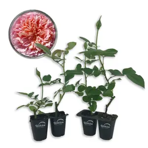 Abraham Darby Rose Bush - Live Starter Plants in 2 Inch Pots - Beautifully Fragrant Heirloom Rose from Florida - A Versatile Beauty with a Rich Fragrance