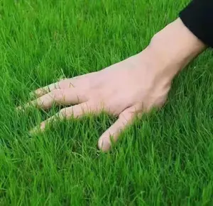 2000 Pcs High-Germination Grass Seeds – Fast-Growing, Thick Turf Blend for Lush, Green Outdoor Lawns
