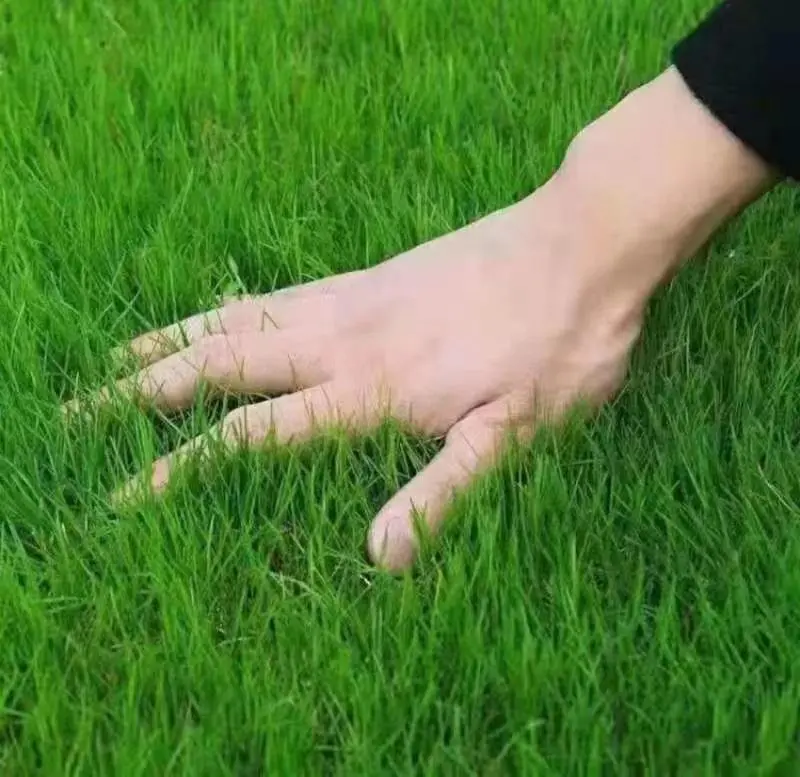 2000 Pcs High-Germination Grass Seeds – Fast-Growing, Thick Turf Blend for Lush, Green Outdoor Lawns
