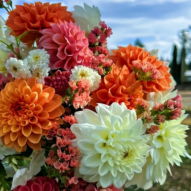 black dahlias - TikTok Shop