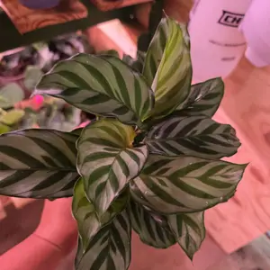 Calathea