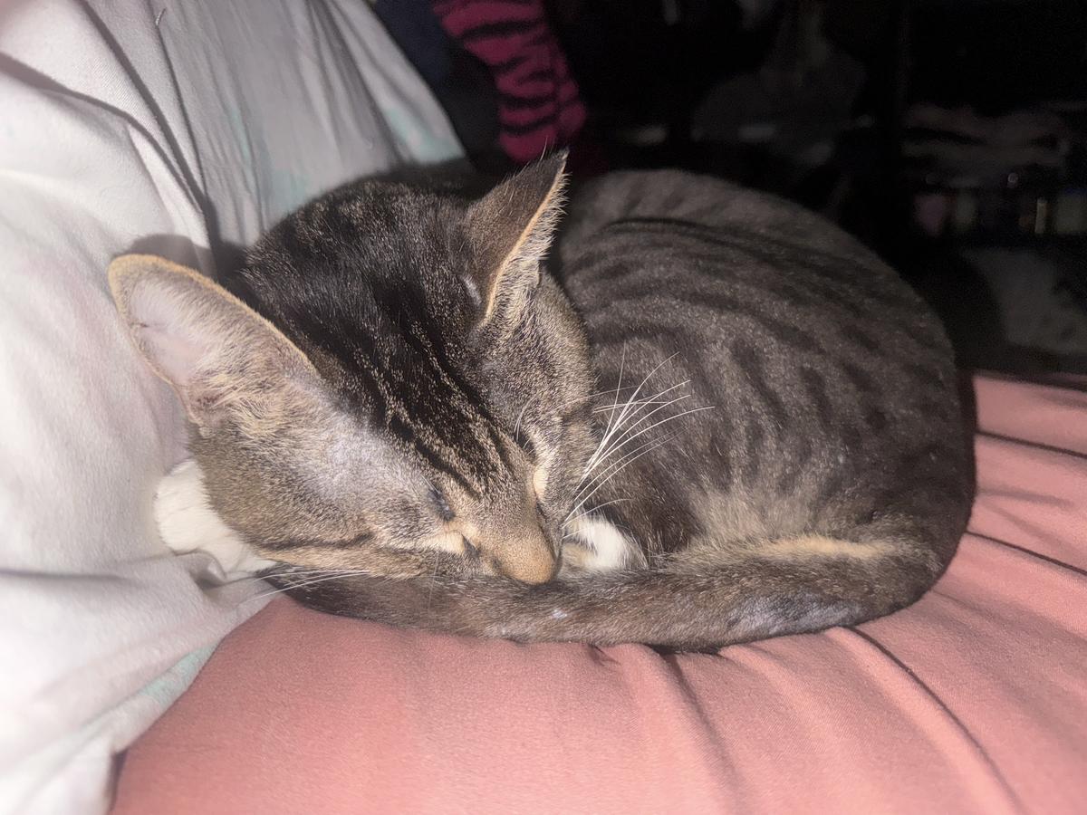 Item: Grooming Vacuum