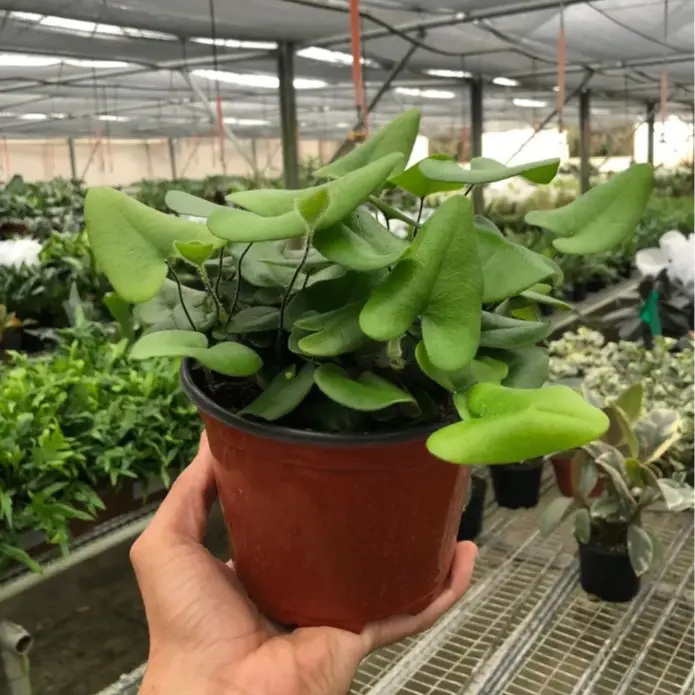 6" Fern Heart Leaf – Rare Indoor Live Plant, Heart-Shaped Green Foliage, Trailing Tropical Houseplant, Pet Friendly, Humidity Loving, Bright Indirect Light