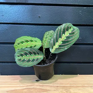 MARANTA, RED PRAYER PLANT; (4POT) Variegated Houseplant