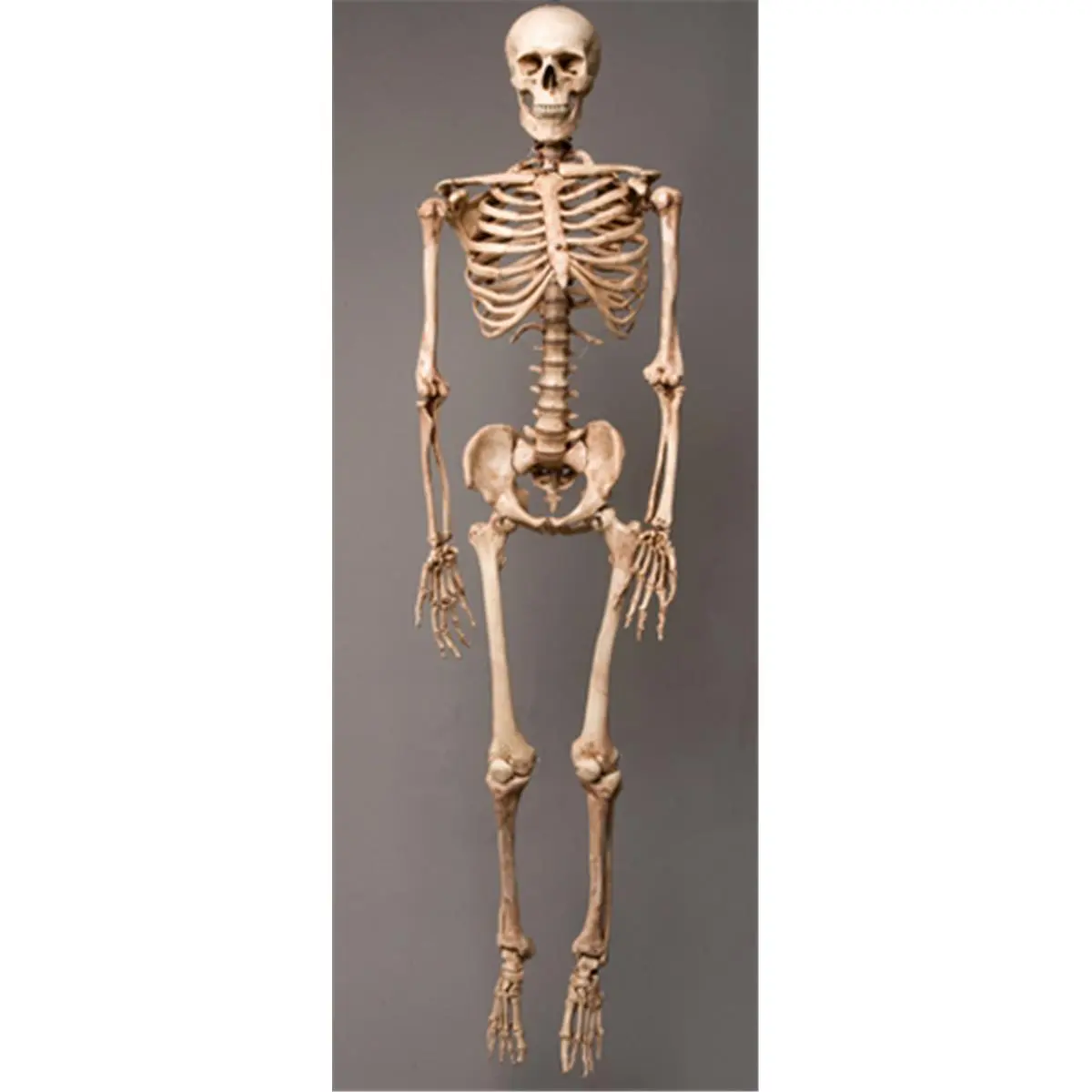 Skeletons and More Life-Size Harvey Skeleton - Aged - 5ft.6in. 18 lbs PVC Plastic