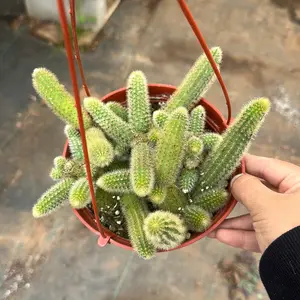 Golden rat tail cactus Golden rat tail cactus