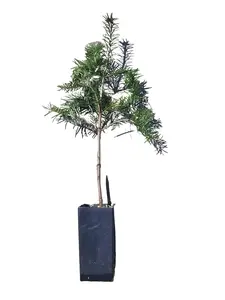 Nordmann Fir 12 Inch Sapling Tree Live Christmas Tree Seedling Cold Hardy Evergreen for Landscaping & Holiday Use Live Tree