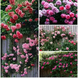 [Promise: Germinate or Refund]800 pcs of mixed color climbing rose seeds, rich in color, cold resistant and easy to plant