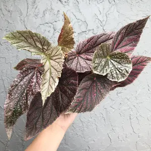 Angel Wing Begonia ‘Maurice Amy’ - 6” pot