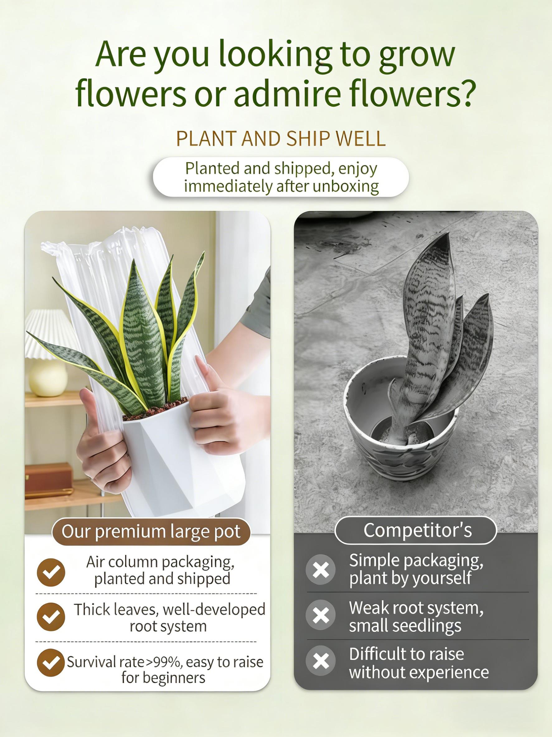 Costa Farms Snake Plant, a live plant with a decorative pot, easy to care for, air-purifying succulent houseplant, perfect for home, room, or office decor, 7-11 inches tall.