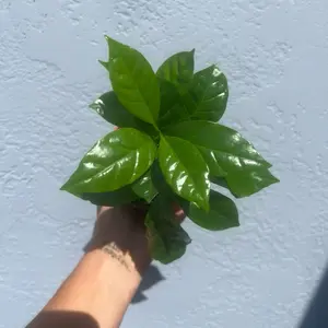 Arabica Coffee Plant - Coffea Arabica - live plant - indoor plant - low maintenance - easy care