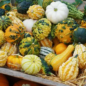 Small Mixed Gourd Seeds | 15 Seeds