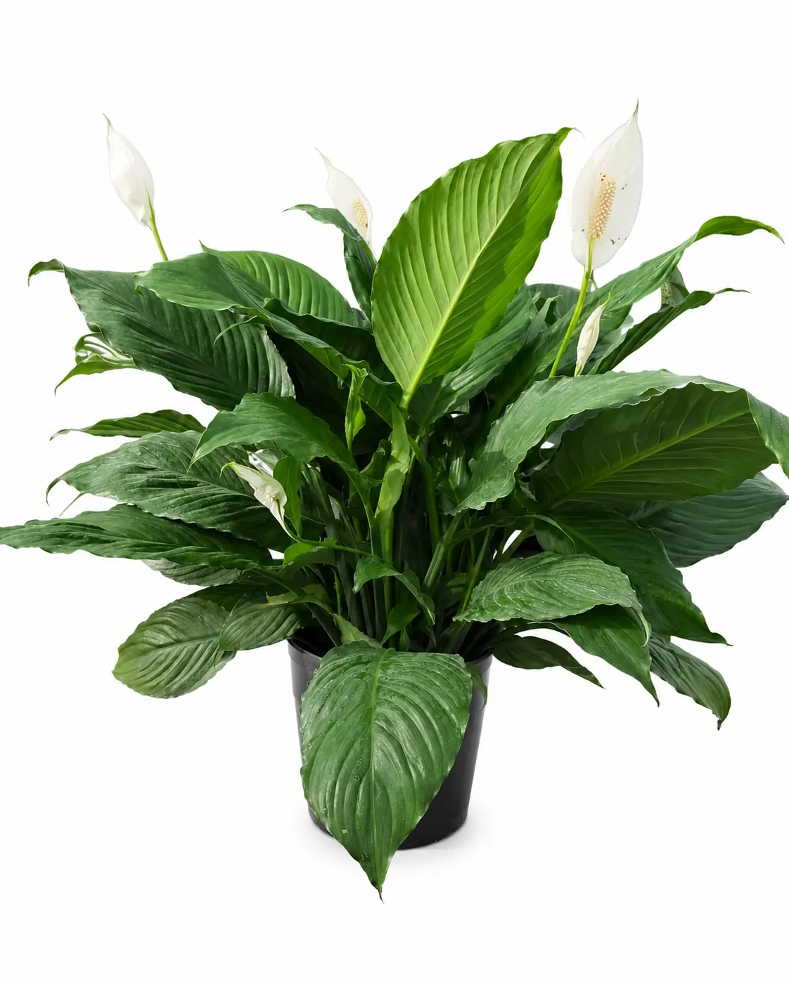 Peace Lily, Live Plant, Easy Care, Elegant Blooms, Lush Tropical Houseplant