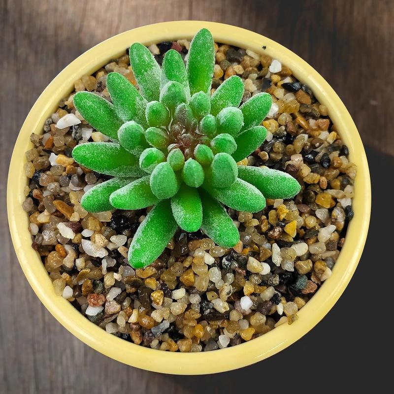 Coarse Sand, Colored Rocks Pebbles, Quartz Sand for Cactus Bonsai, Succulent Plant Bonsai Paving, Vase Filling Decoration, Natural Sand for Fish Tank Decoration Paving(2-4mm)