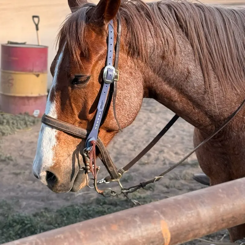 Lady Liberty   Headstall