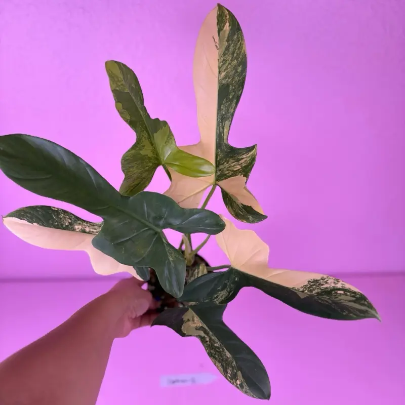 Philodendron Bipennifolium Variegated 4 | Violin Philodendron | Rare Plant  - TikTok Shop