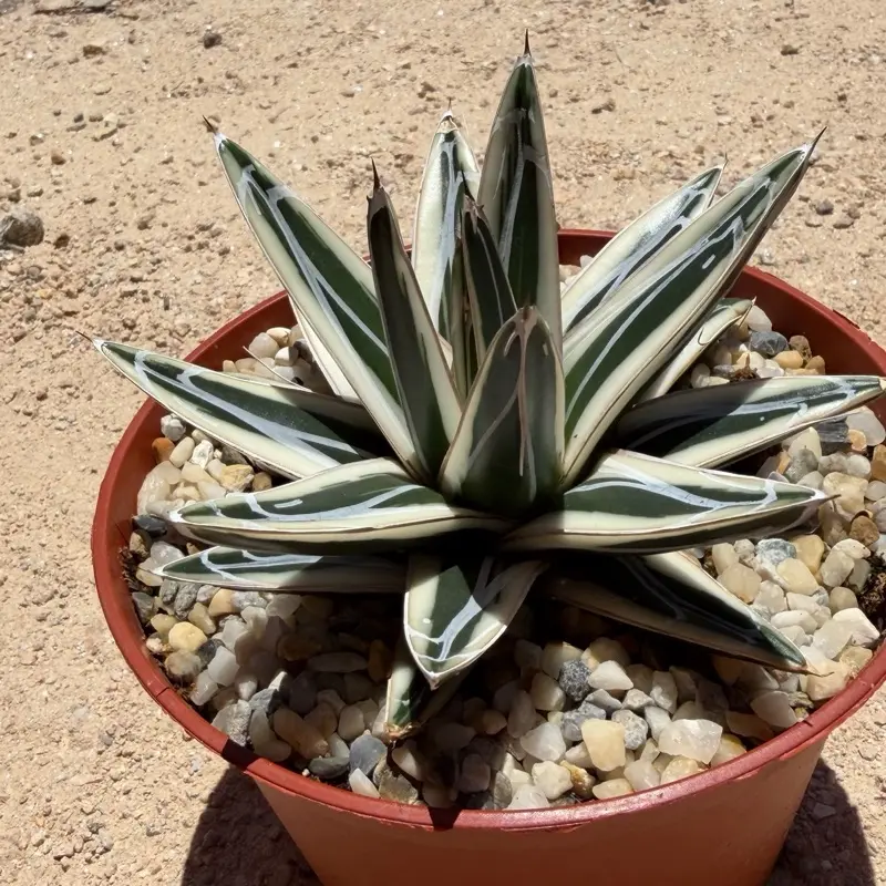 White Rhino Agave