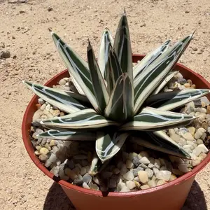 White Rhino Agave