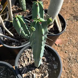 Myrtillocactus with Arms - ships bare roots