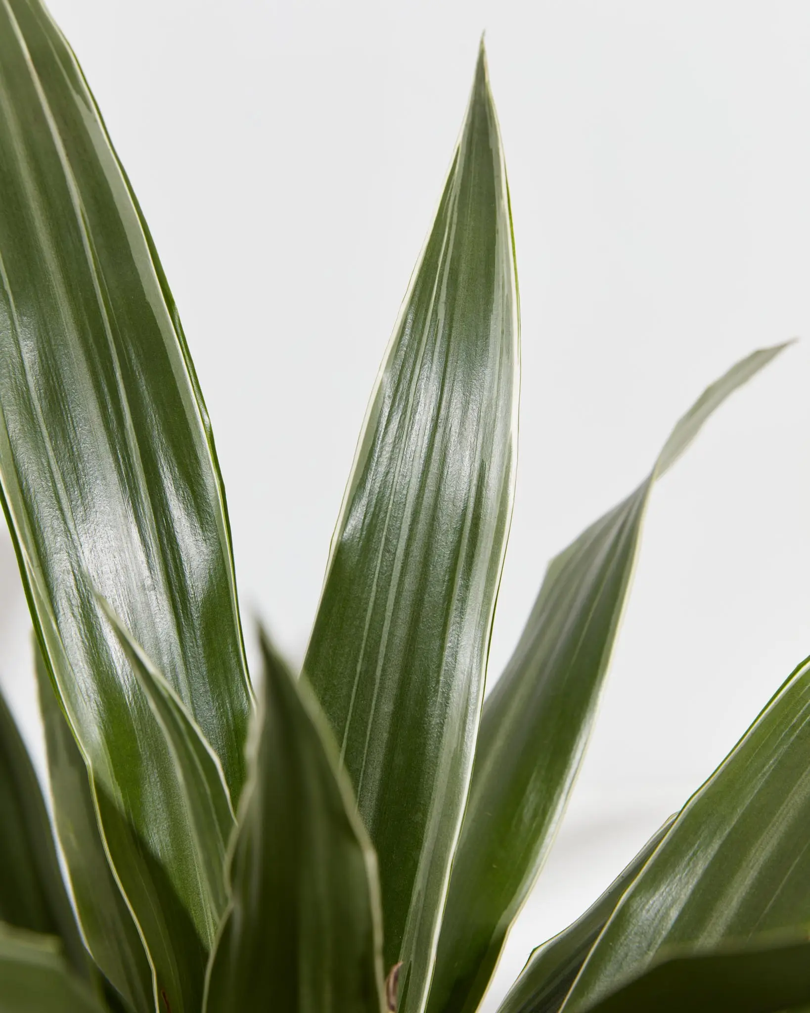White Striped Dracaena (Dragon Tree) - TikTok Shop