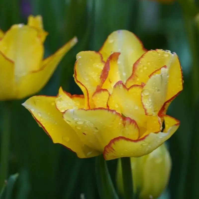 Double Yellow Red Edge Tulip Bulbs | Rare Peony Tulip For Home Garden