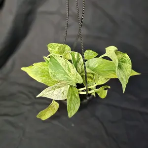 Marble Queen Pothos, 4" hanging basket, Easy to care plant, Live Houseplant, Indoor Plant