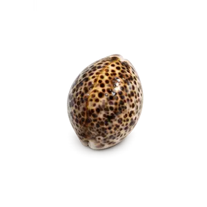 Cypraea Tigris – Tiger Cowrie Natural Display Shells
