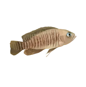 Shell Dweller Neolamprologus Multis - Sticker Decal
