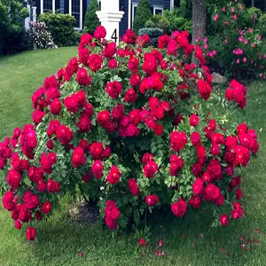 Japanese Red Rose Seeds (Rosa rugosa rubra) – Hardy Garden Rose Bush Flower Plant