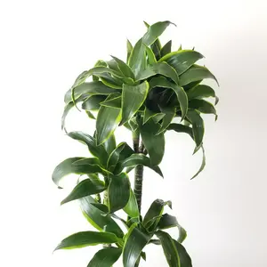 Dracaena Dorado Cane - 3 Staggered Canes - Live Plant in a 10 Inch Pot - Dracaena Deremensis 'Dorado' - Florist Quality Beautiful Easy Care Indoor Houseplant