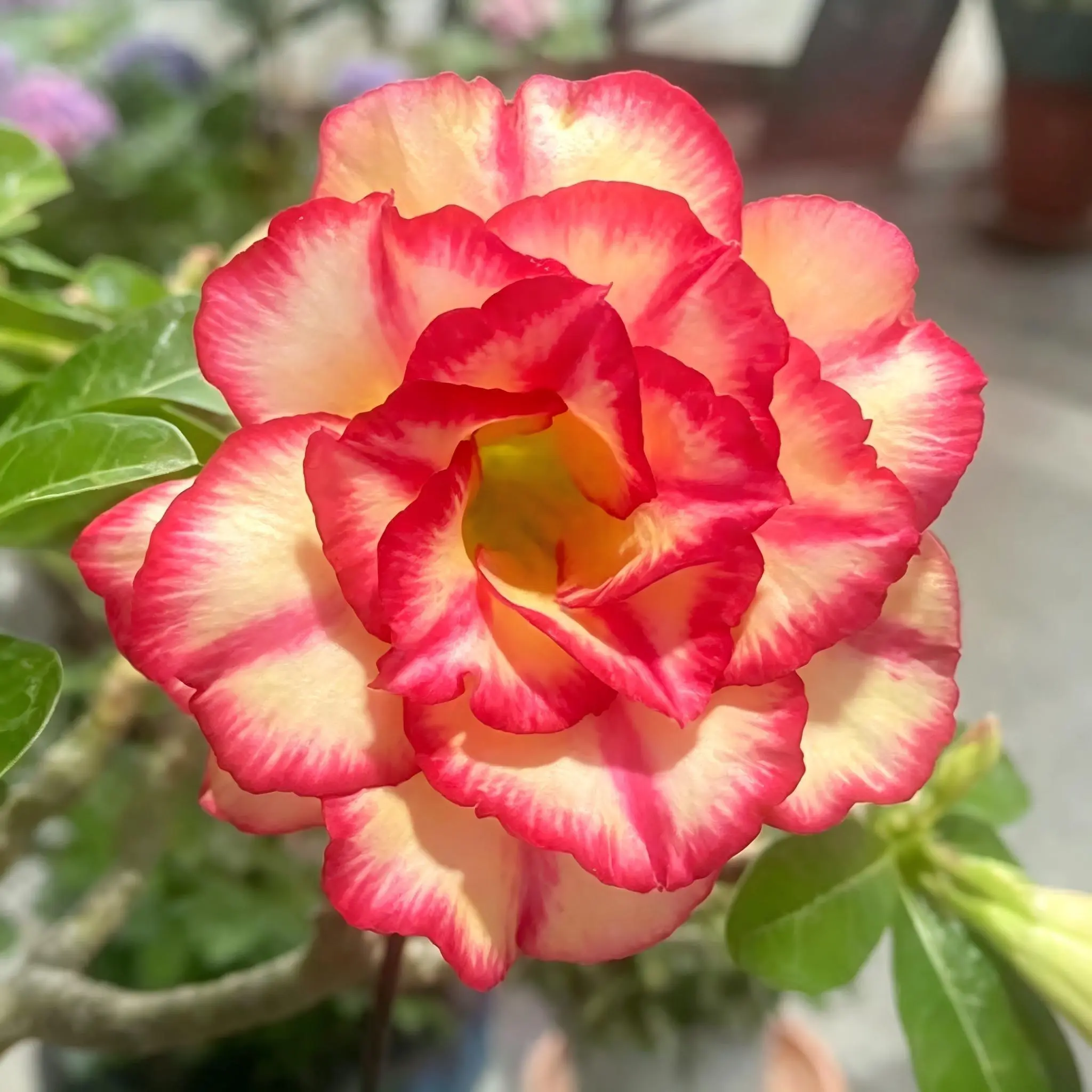 Desert Rose Adenium Obesum Live Succulent - Bonsai Shape Bagged Seedling, Perennial Houseplants, Potted Plants, Flowering Ornamental Plants Decor for Home Improvement Live Plants Outdoor Potted Indoor Plant