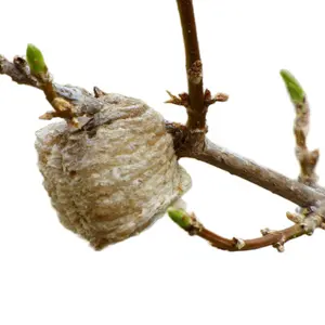 Live Small Praying Mantis Egg Case – Hatches 50–200 Nymphs Chinese