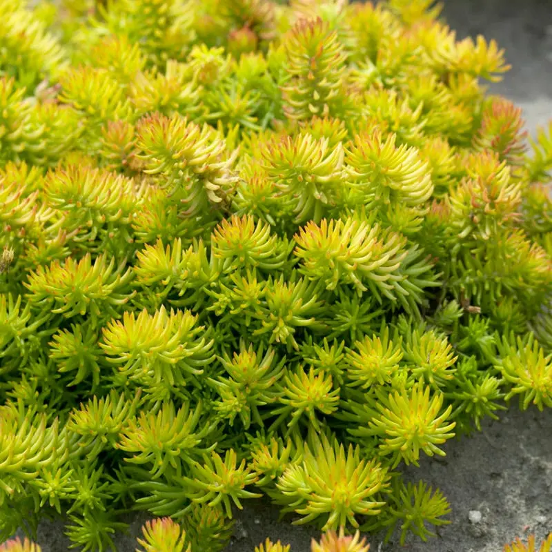 SEDUM ANGELINA -MN OUTDOOR PERENNIAL 4" Pot SEDUM ANGELINA -MN OUTDOOR PERENNIAL 4" Pot