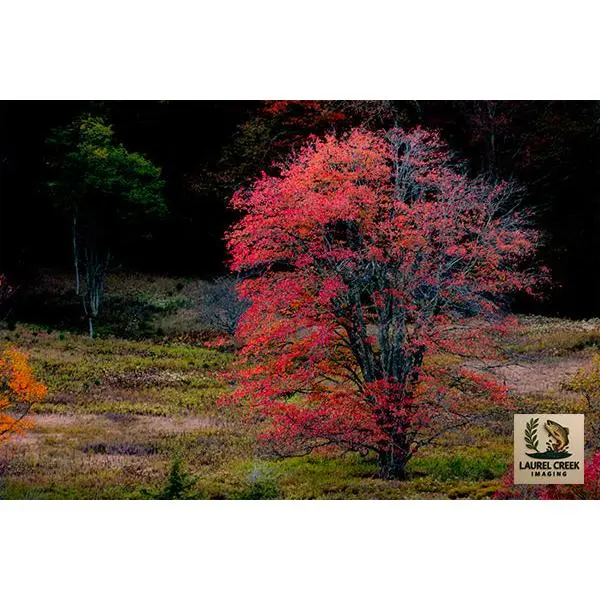 Appalachian Autumn Fine Art Print - Canaan's Quiet Blaze, Home Decor Wall Art Poster for Living Room
